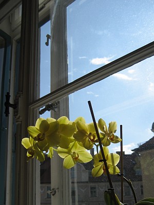 Orchids and blue sky