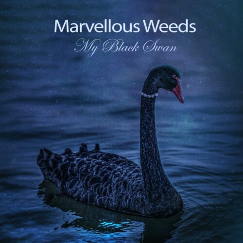 Featured Post Image - Marvellous Weeds: New Album out Now!