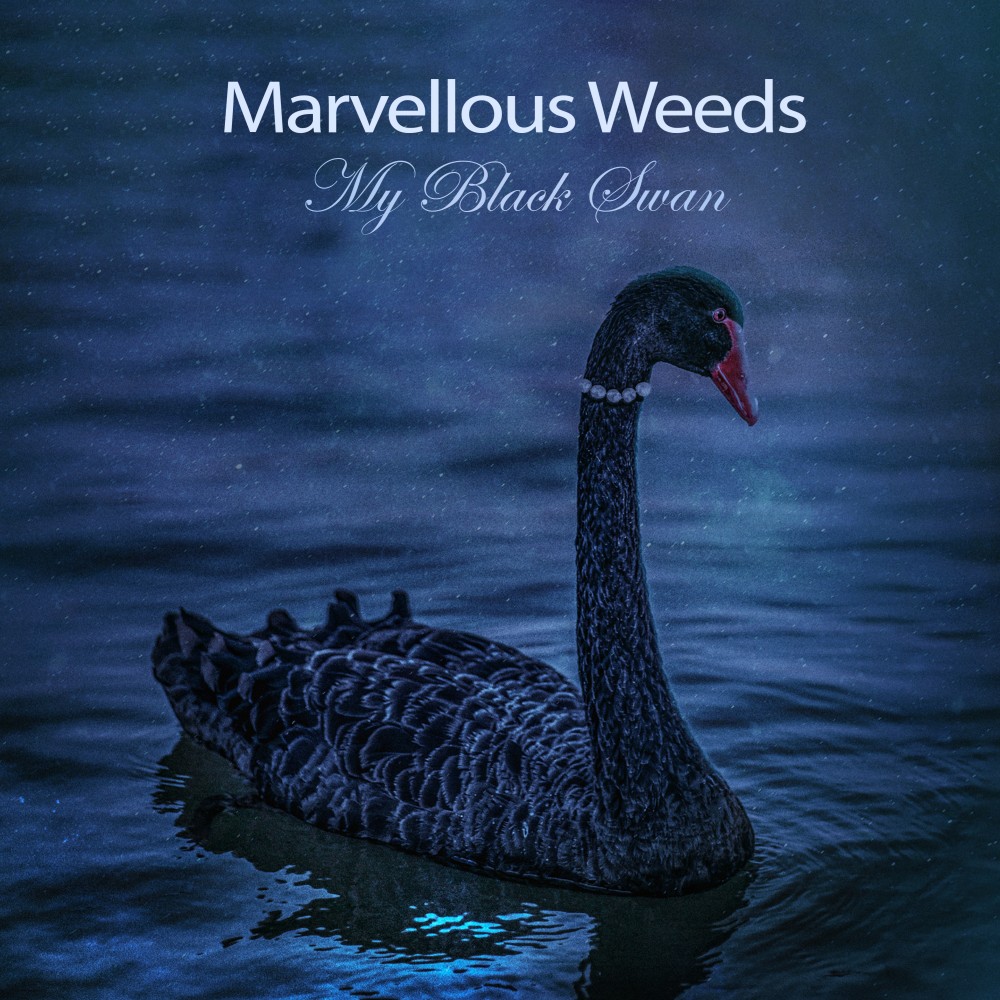 Marvellous Weeds - My Black Swan album cover image